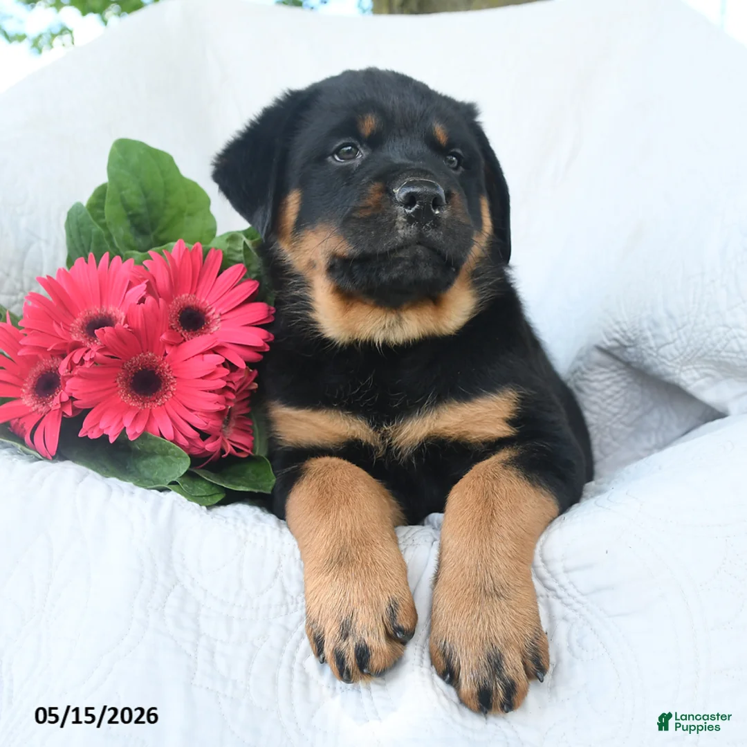 Rottweiler dogs for sale: Pluto - Ad 2