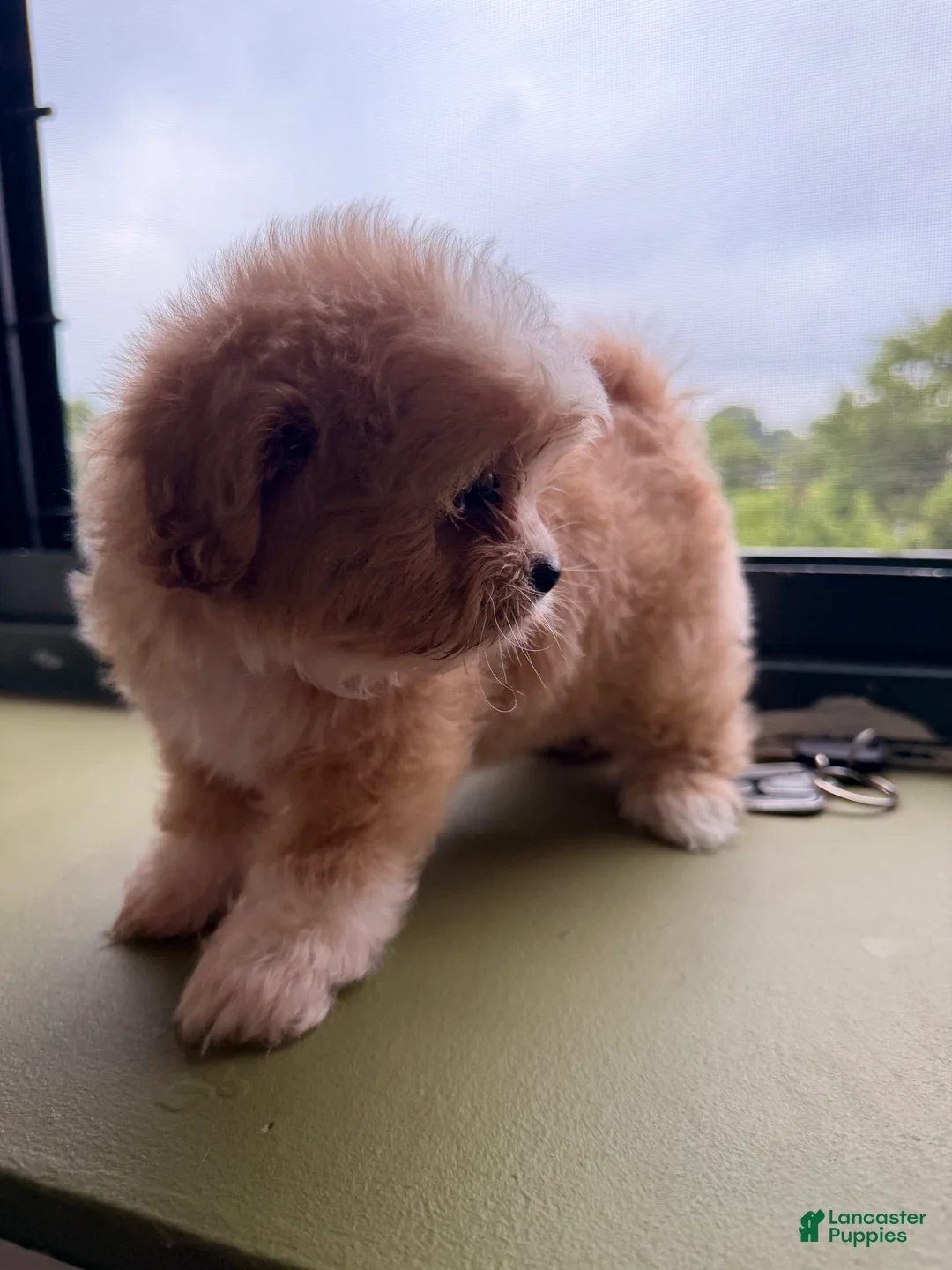 Shihpoo dogs for sale: Pebble - Ad 2
