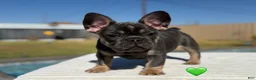 French Bulldog dogs for sale: Atlas French Bulldog - Ad 3
