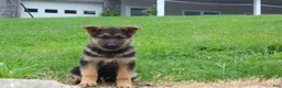 German Shepherd dogs for sale: Eve - Ad 3