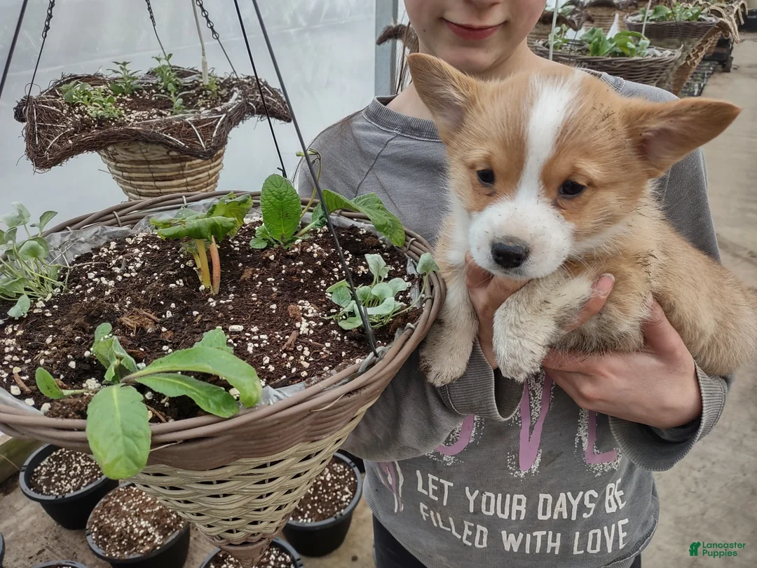 Welsh Corgi Pembroke dogs for sale: Green Collar  - Ad 2
