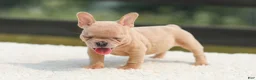 French Bulldog dogs for sale: Iron - Ad 2