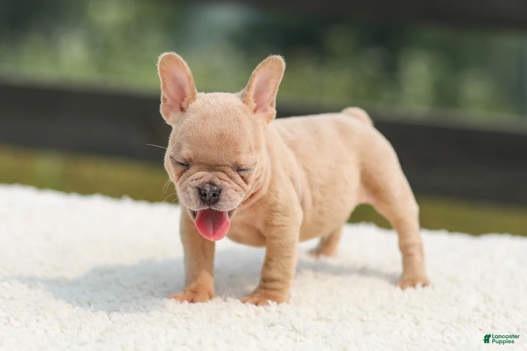 French Bulldog dogs for sale: Iron - Ad 2