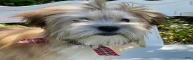 Nacho