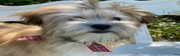 Morkie dogs for sale: Nacho - Ad 1