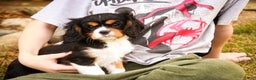 Cavalier King Charles Spaniel dogs for sale: Bert - Ad 7