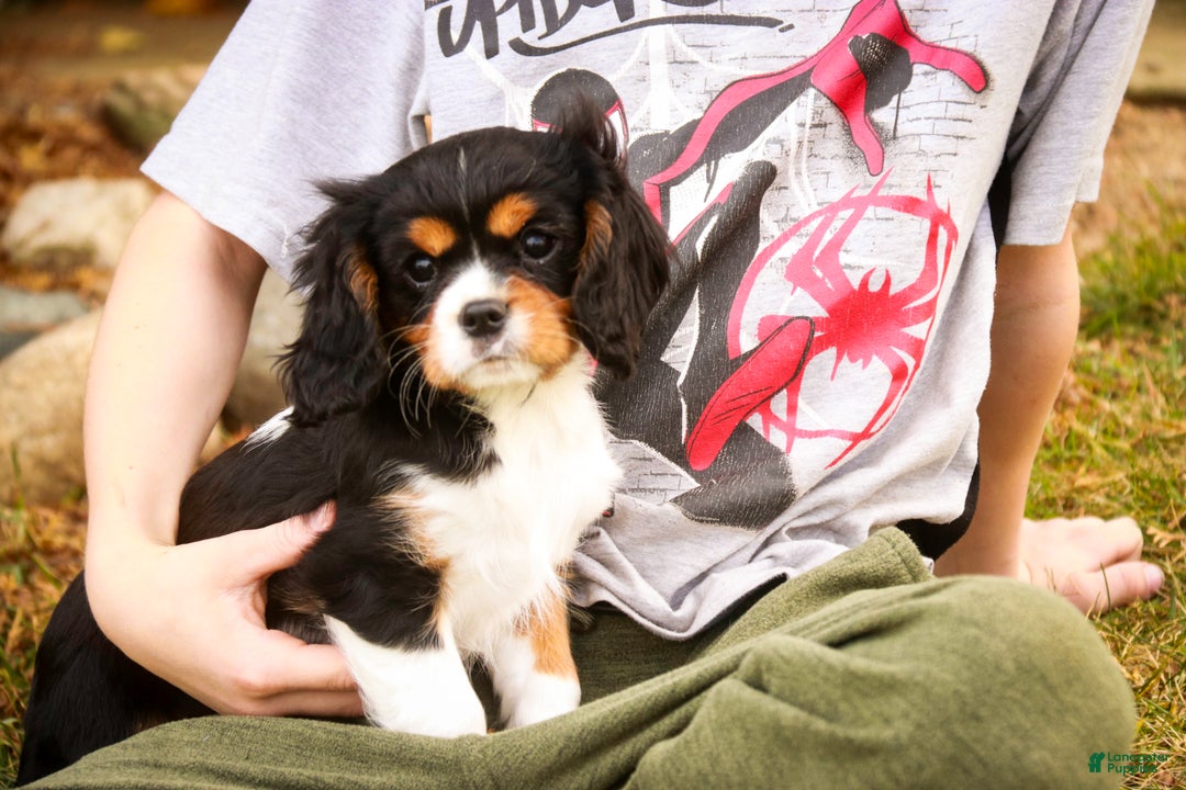Cavalier King Charles Spaniel dogs for sale: Bert - Ad 7