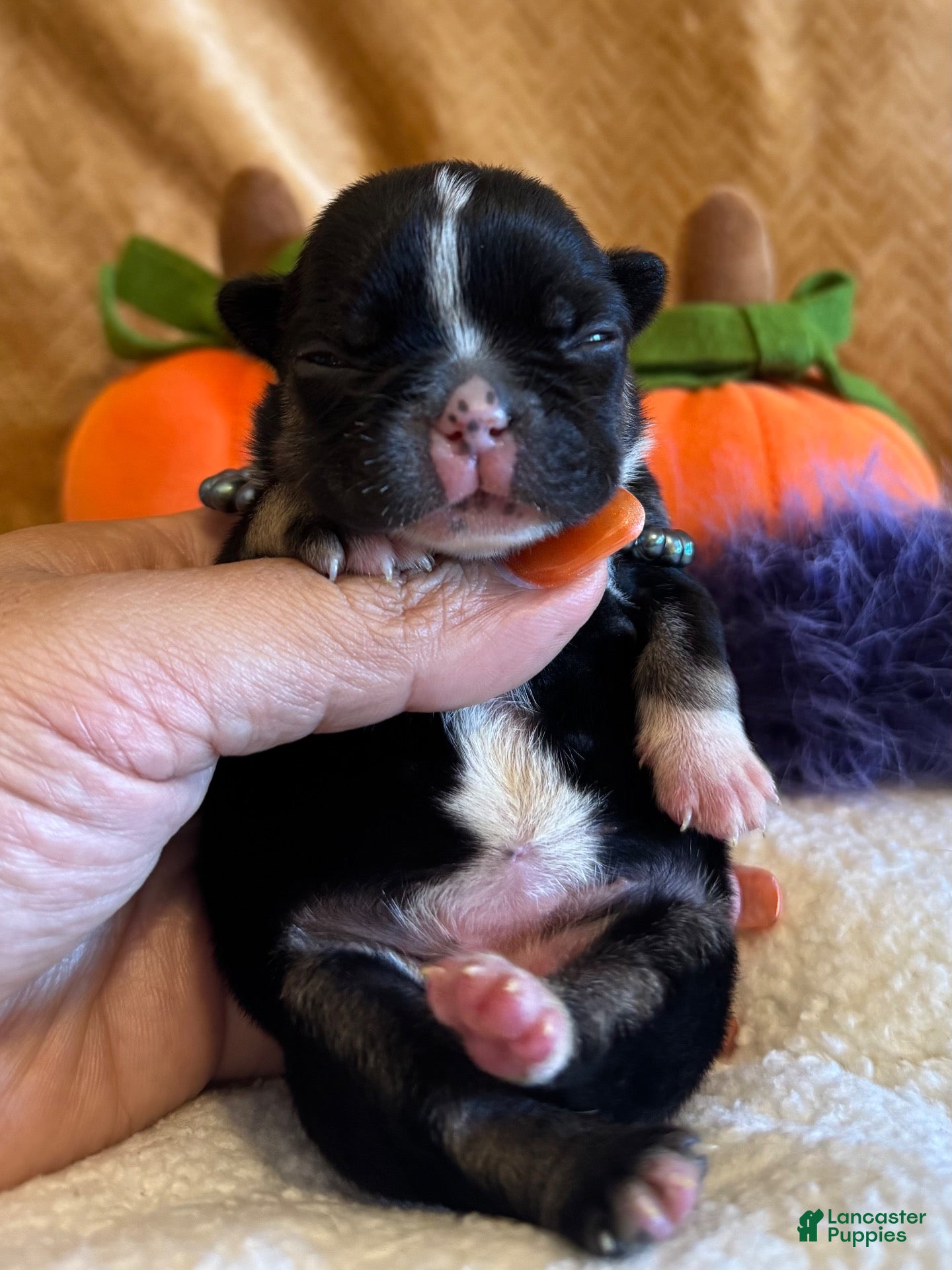 French Bulldog dogs for sale: Blossom - Ad 2