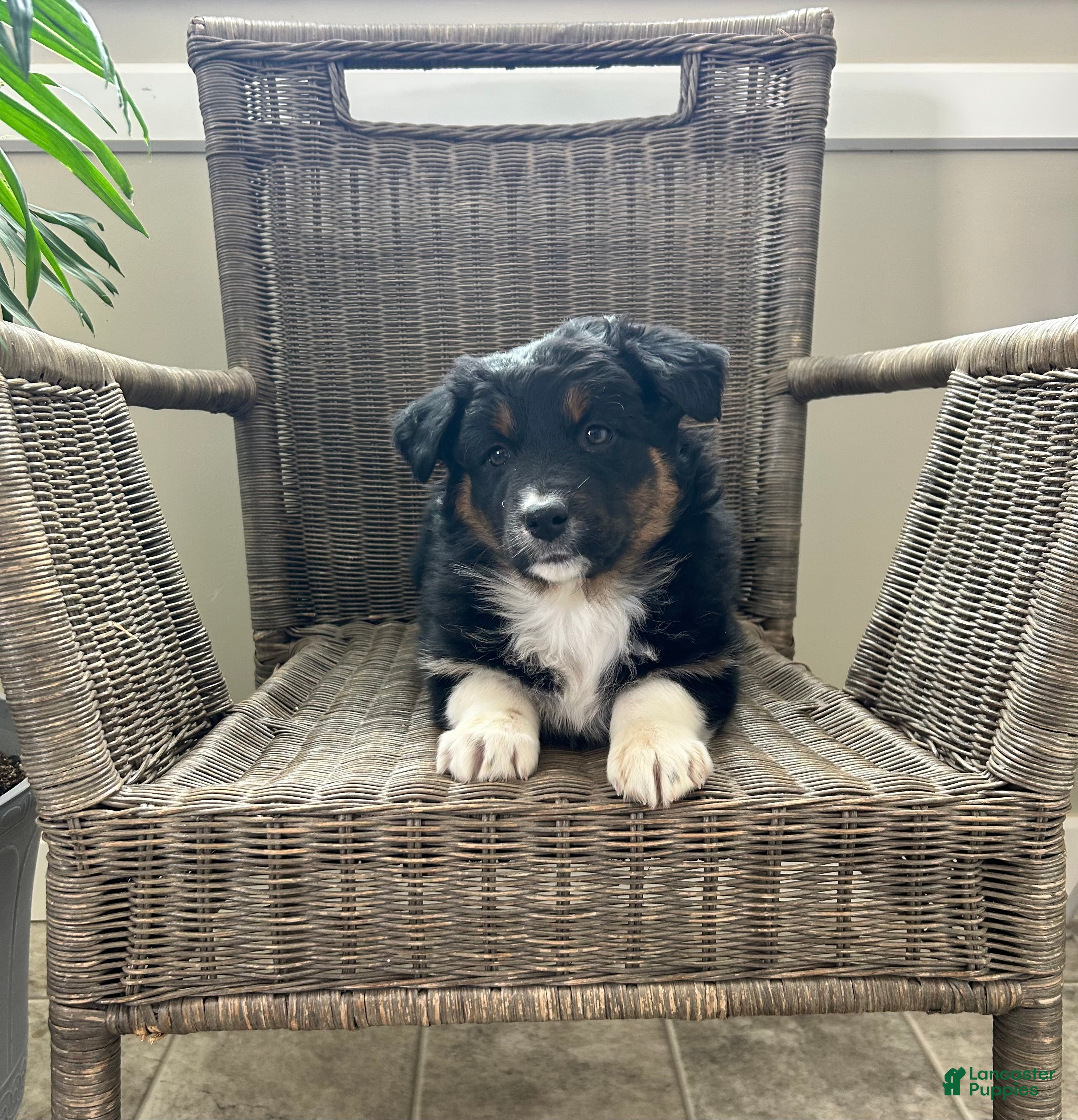 Australian Shepherd dogs Lily - Ad 1