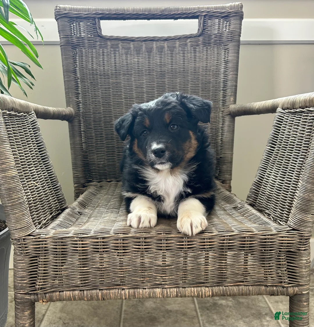 Australian Shepherd dogs for sale: Lily - Ad 1