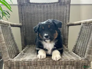Australian Shepherd dogs for sale: Lily - Ad 2