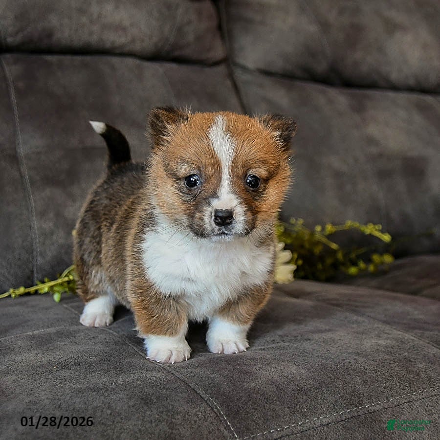 Welsh Corgi Pembroke dogs Toffee - Ad 6