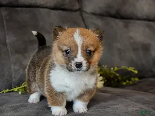 Welsh Corgi Pembroke dogs Toffee - Ad 6