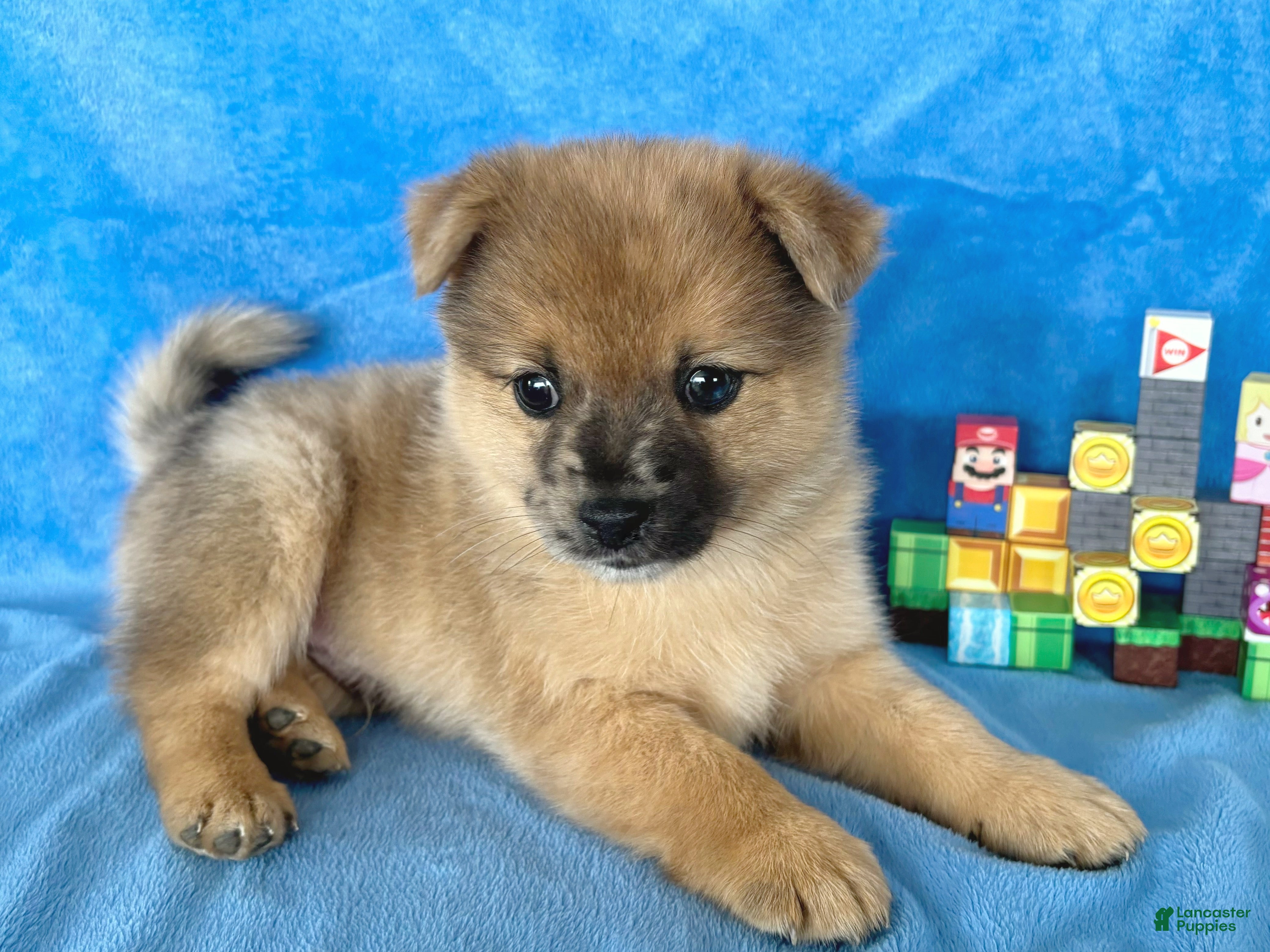 Mixed Breed dogs Luigi - Ad 2