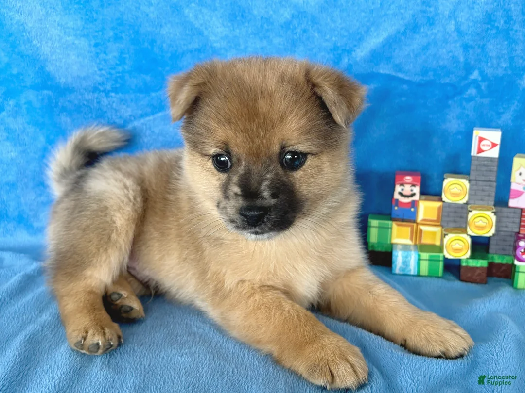 Mixed Breed dogs for sale: Luigi - Ad 2