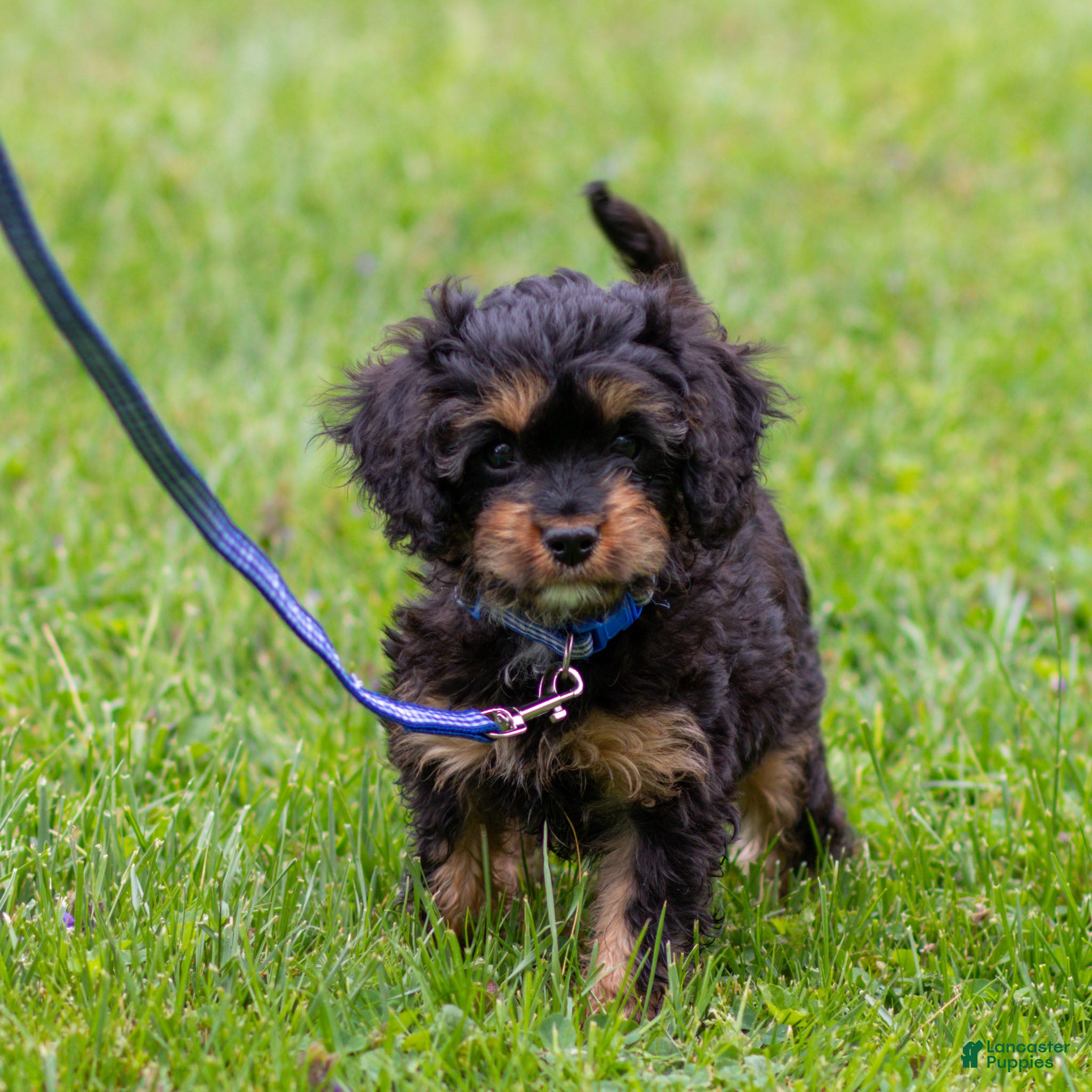 Cavapoo dogs for sale: Turbo Cavapoo Puppy  - Ad 2