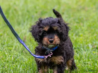 Cavapoo dogs for sale: Turbo Cavapoo Puppy - Ad 2