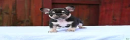 French Bulldog dogs for sale: Poppy - Ad 7