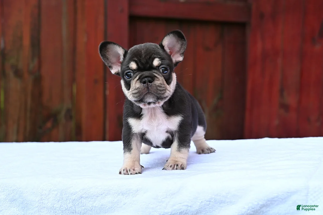 French Bulldog dogs for sale: Poppy - Ad 7