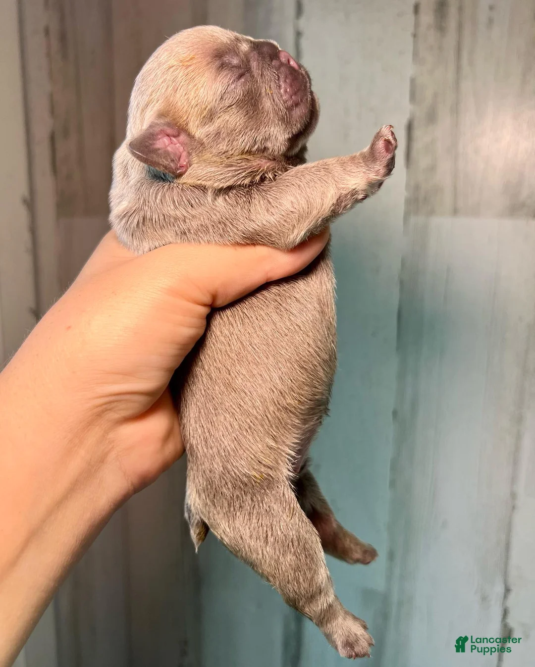 French Bulldog dogs for sale: Midnight Groove’s The Sweetest Taboo-Lilac - Ad 2