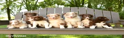 Border Collie dogs for sale: Monty - Ad 5
