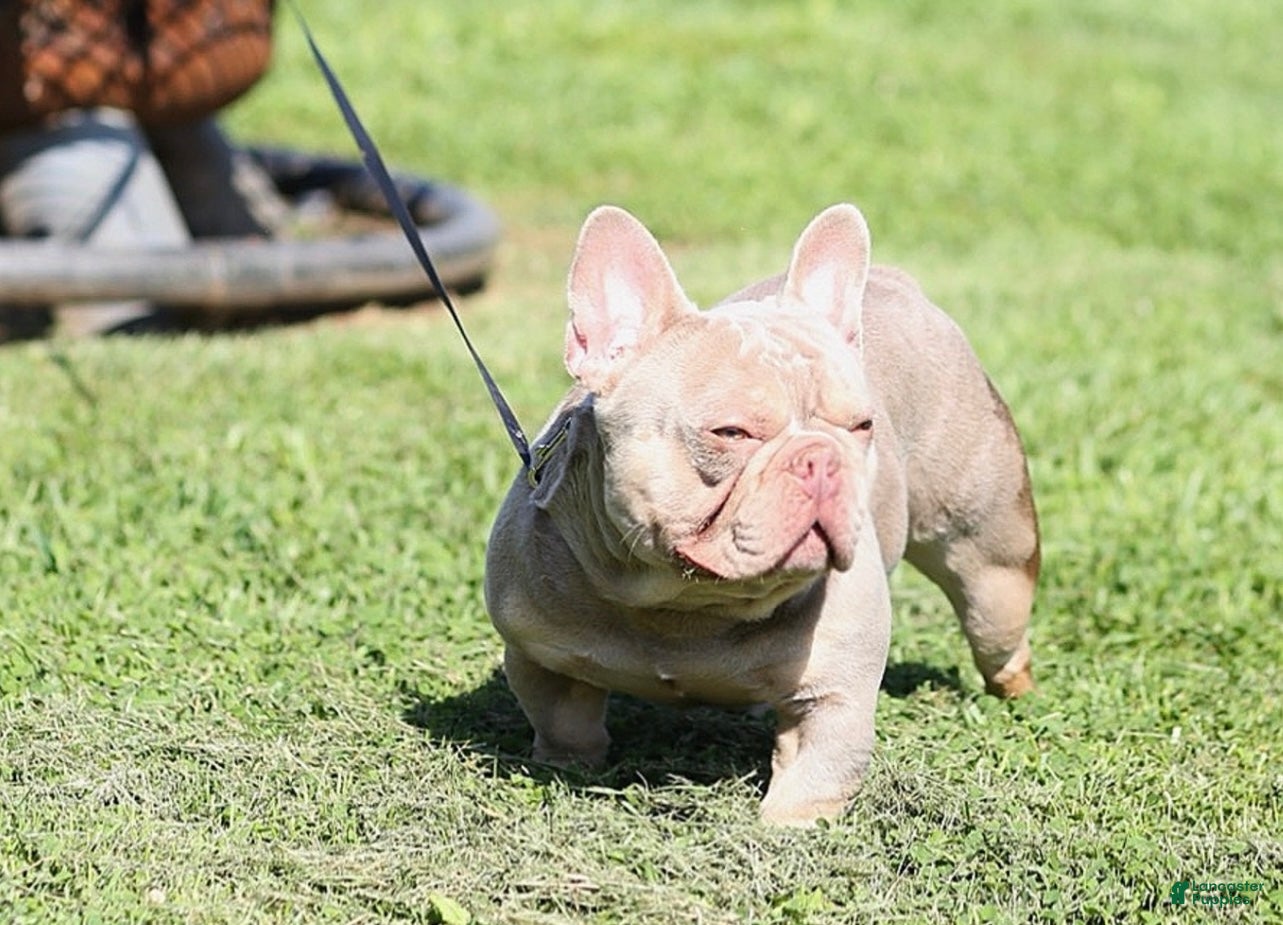 French Bulldog dogs Rolo - Ad 2