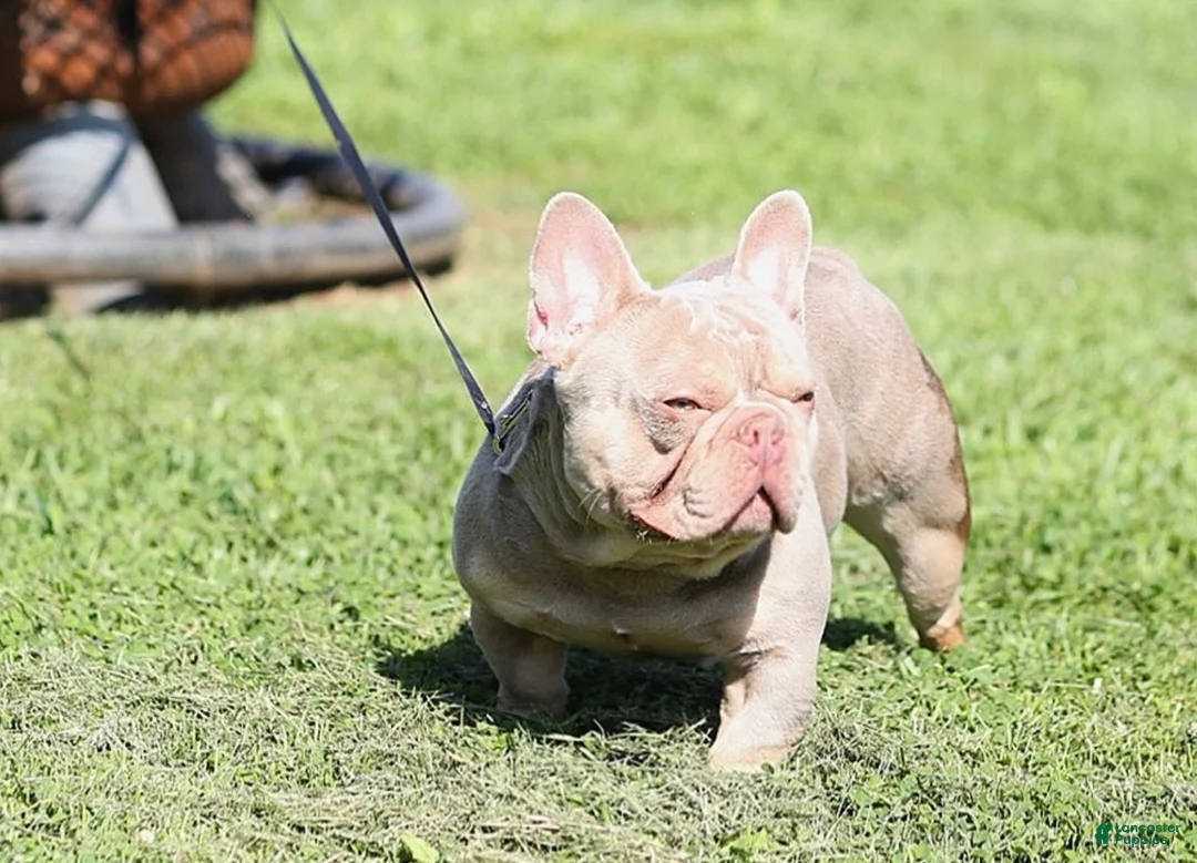 French Bulldog dogs for sale: Rolo - Ad 2