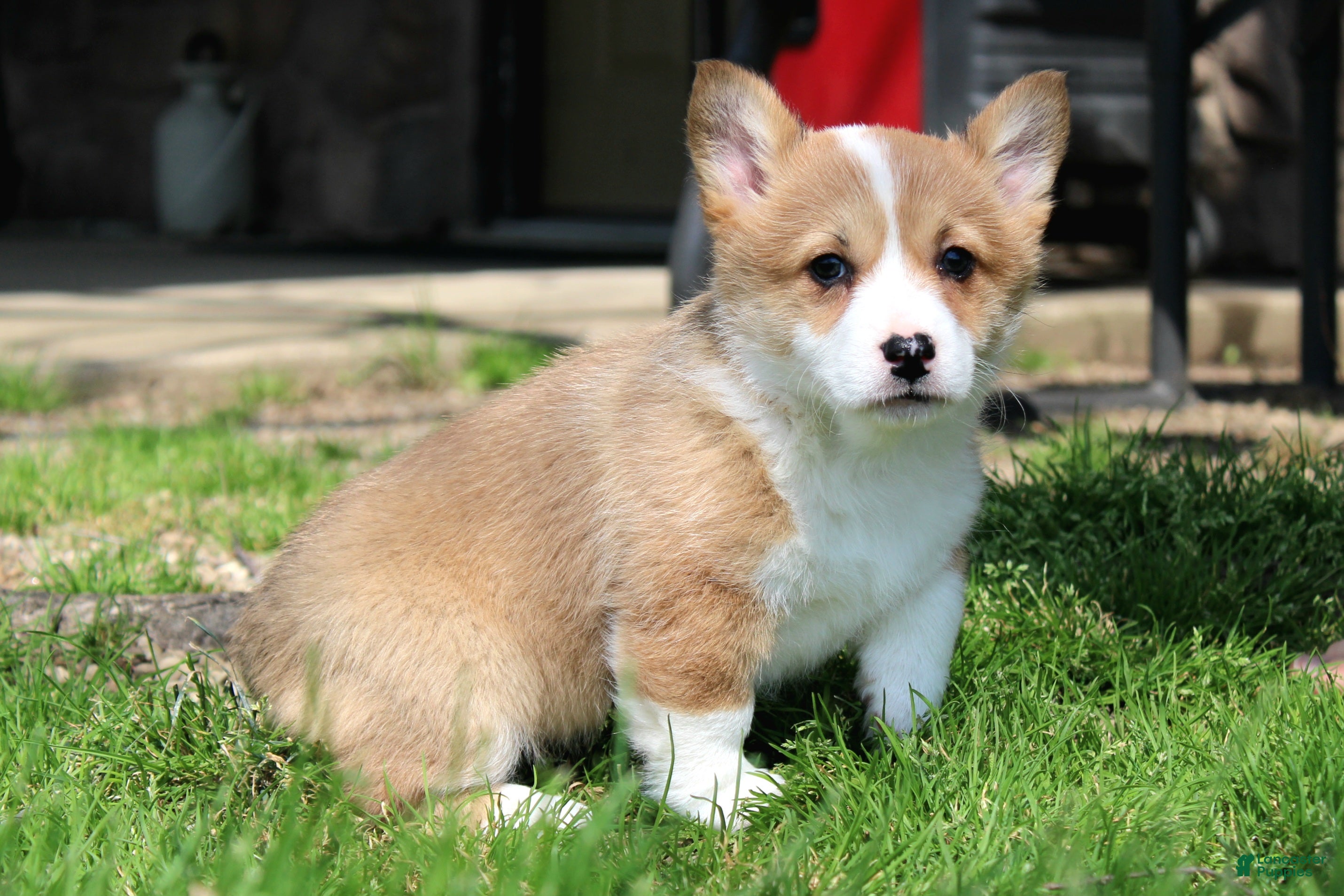 Welsh Corgi Pembroke dogs Rory - Ad 2