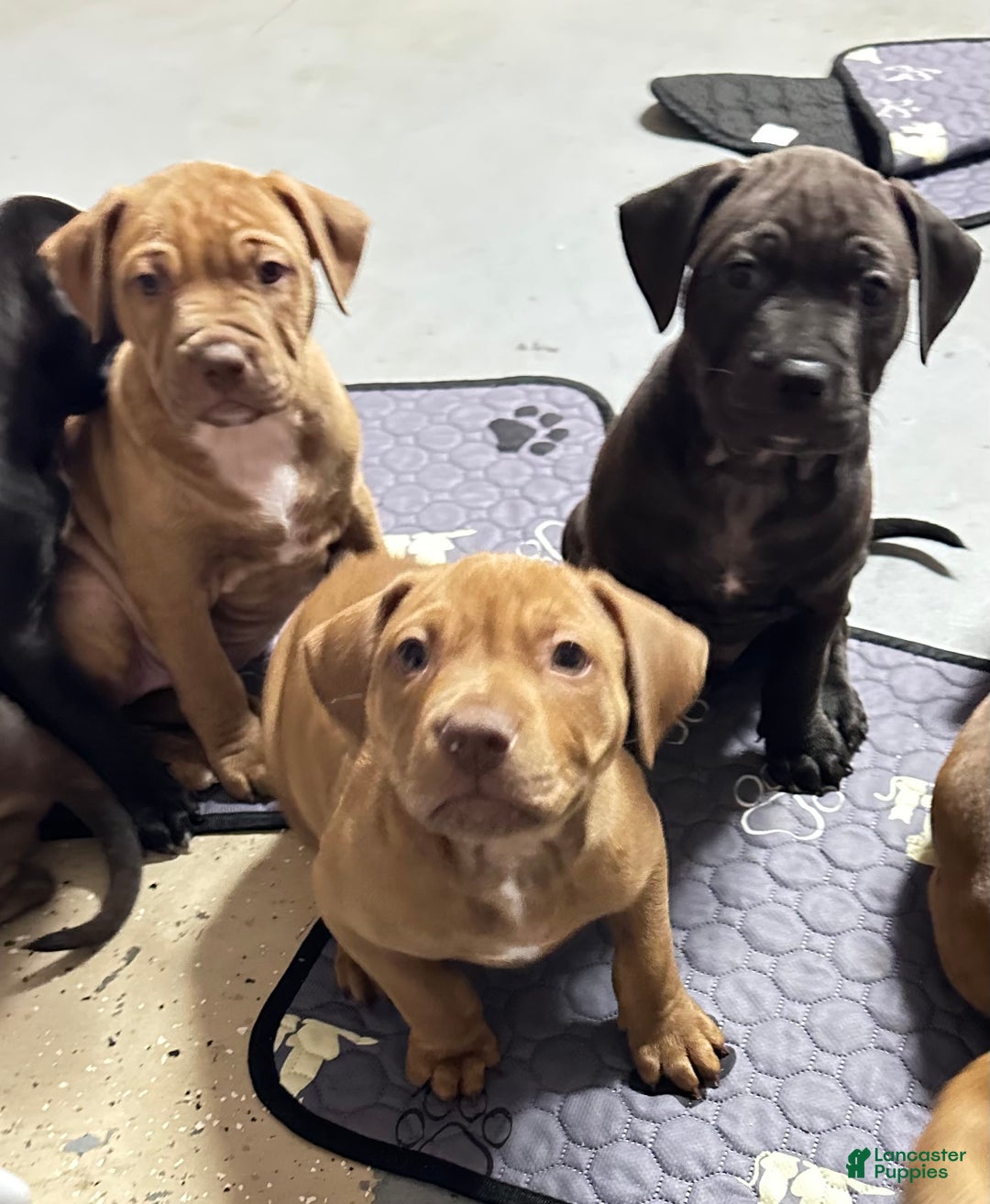 American Pit Bull Terrier dogs for sale: Bella - Ad 5