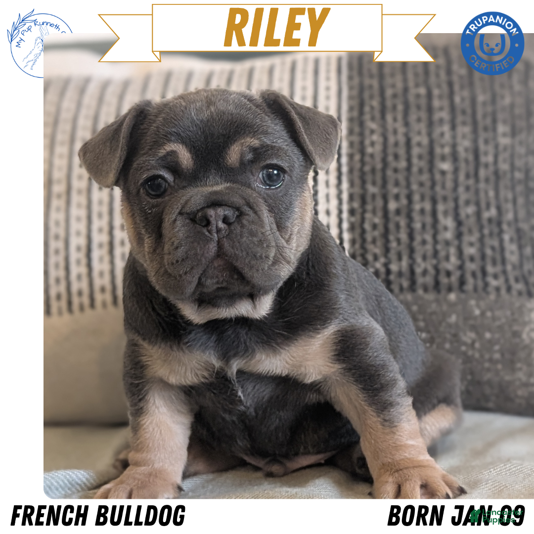 French Bulldog dogs Riley - Ad 1