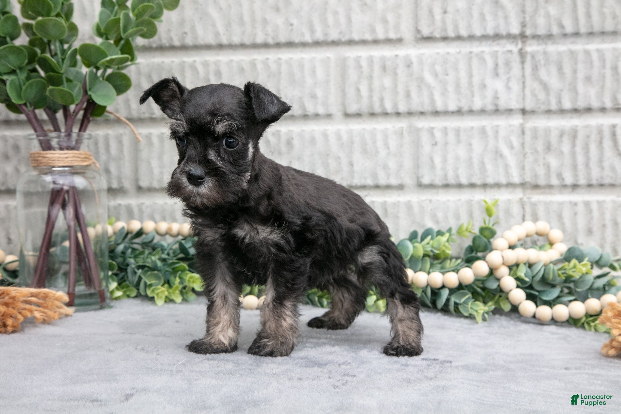 Miniature Schnauzer dogs Debbie - Ad 2