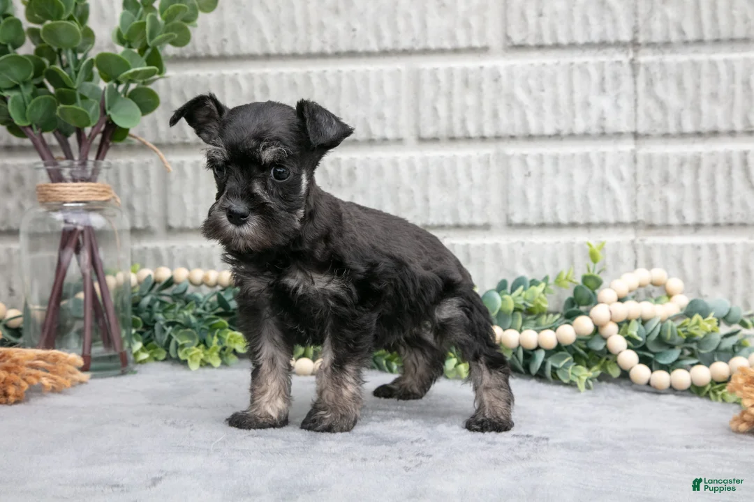 Miniature Schnauzer dogs for sale: Debbie - Ad 2