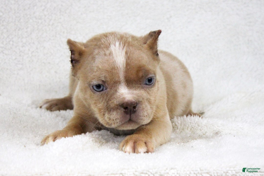 American Bully dogs for sale: Lilac Merle Female - Ad 5