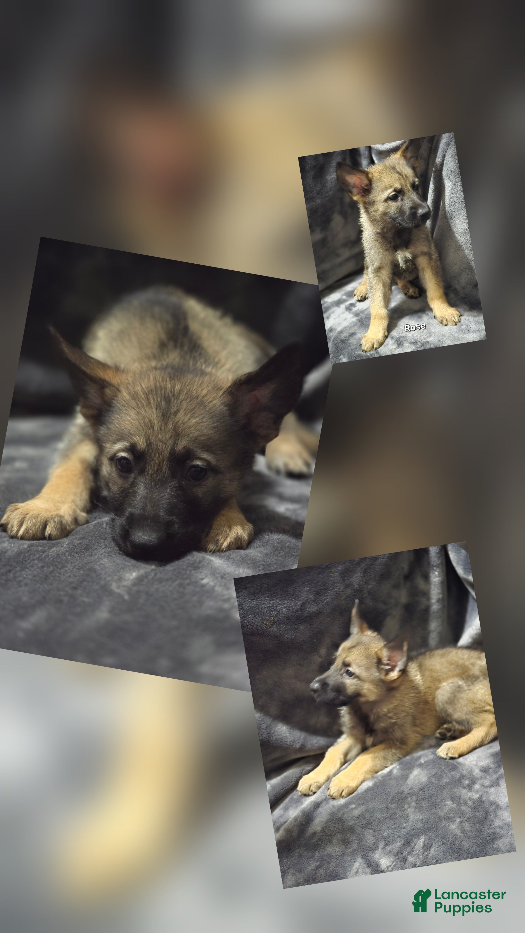 German Shepherd dogs Rose - Ad 20