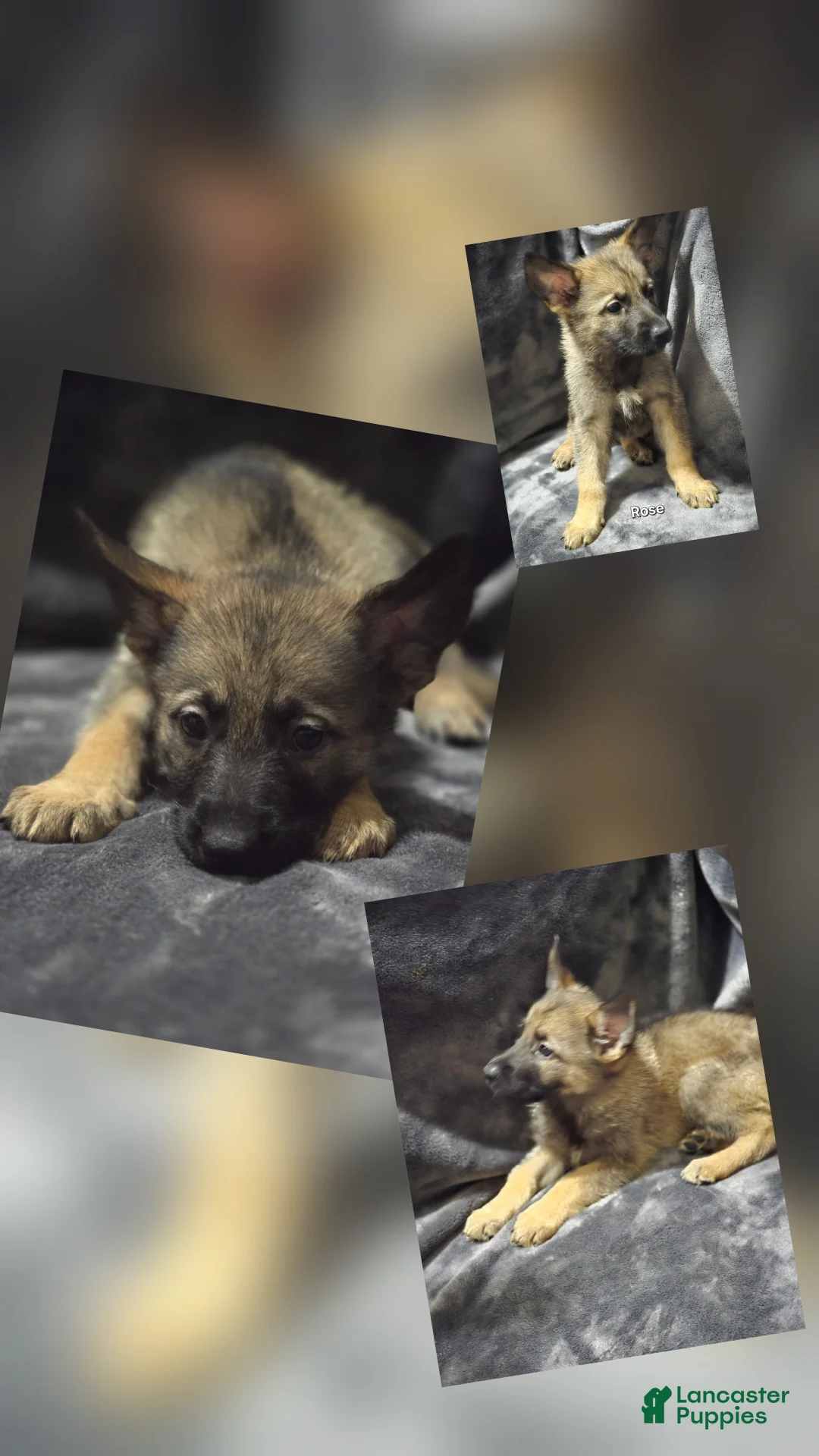 German Shepherd dogs for sale: Rose - Ad 1