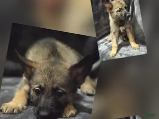 German Shepherd dogs Rose - Ad 22