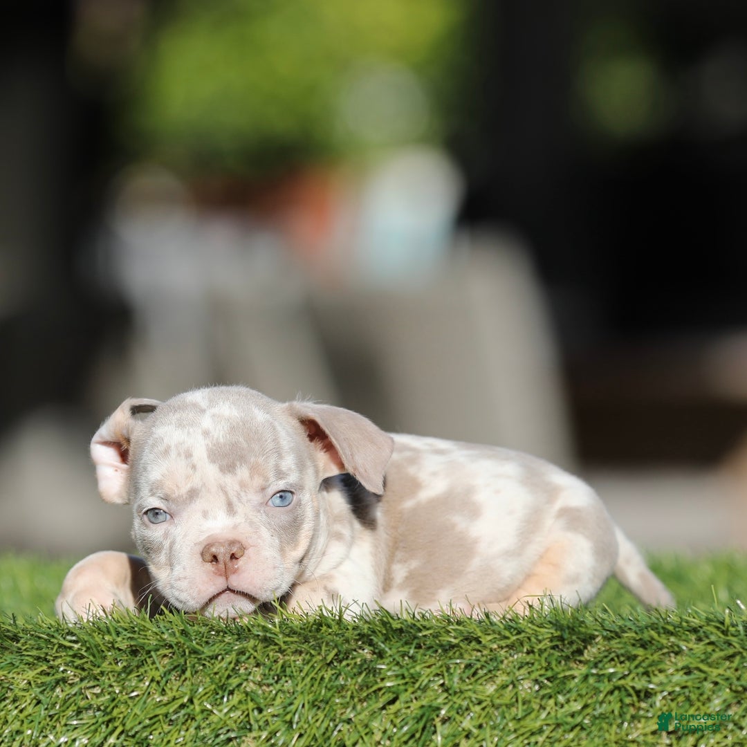 American Bully dogs for sale: American Bully Puppy 4 - Ad 1