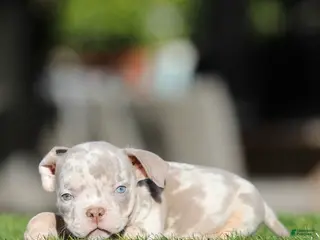 American Bully dogs American Bully Puppy 4 - Ad 16