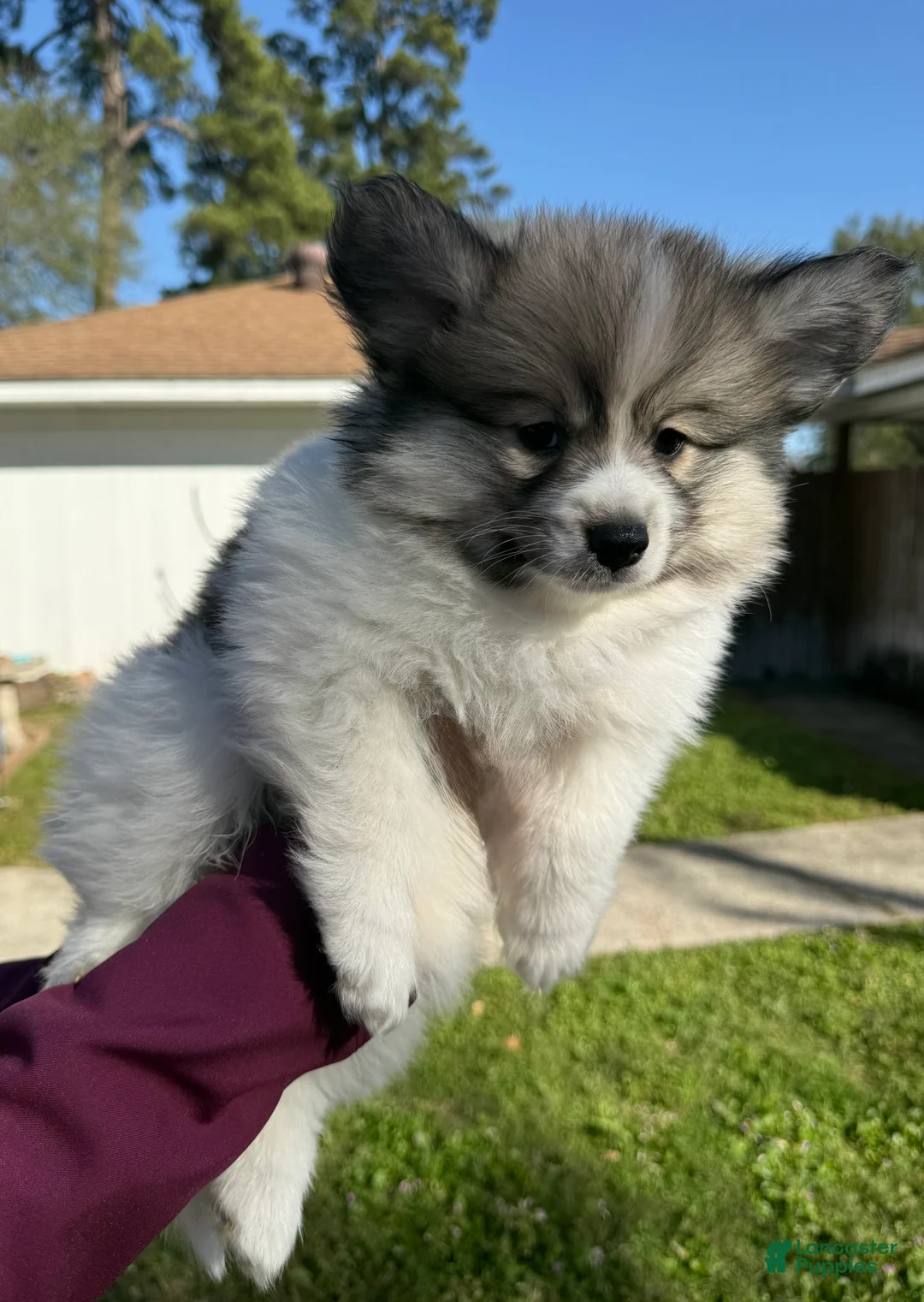 Mixed Breed dogs for sale: Mixed Breed Puppy 2 - Ad 8