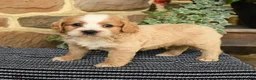 Cockapoo dogs for sale: Maxwell - Ad 5