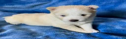 Pomsky dogs for sale: Rosalind - Ad 6