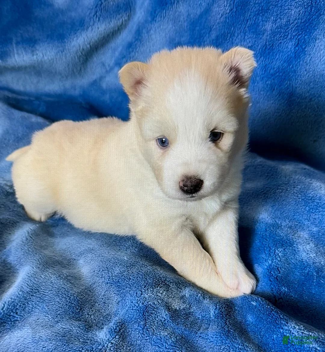 Pomsky dogs for sale: Othello - Ad 6
