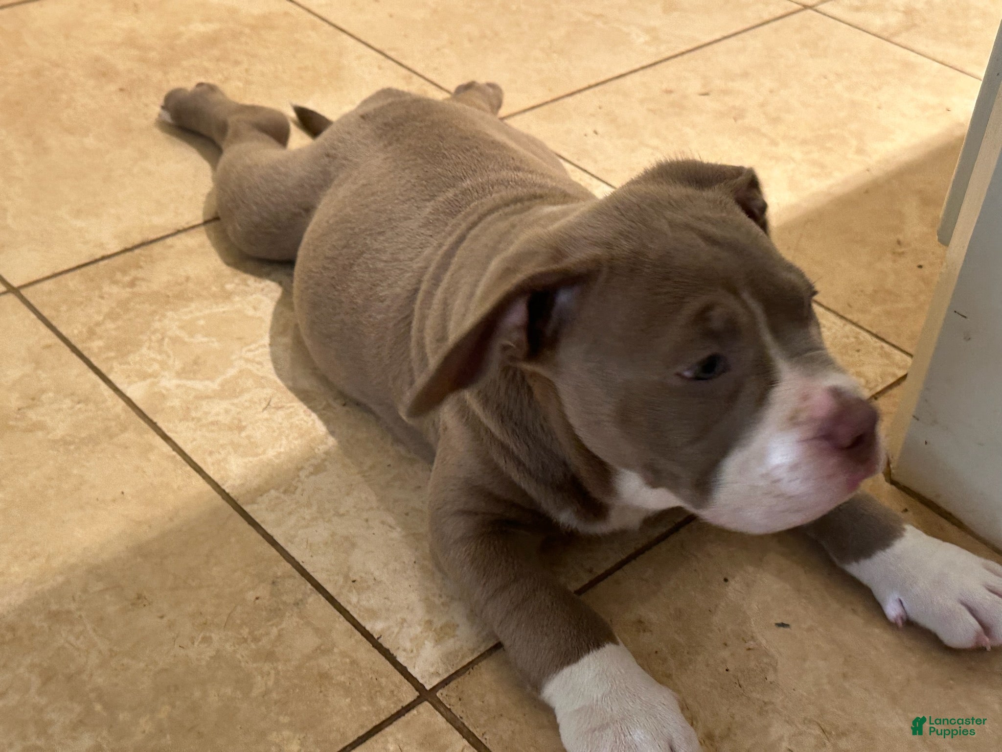 American Bully dogs American Bully 2 - Ad 1