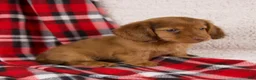 Dachshund dogs for sale: Elise - Ad 8