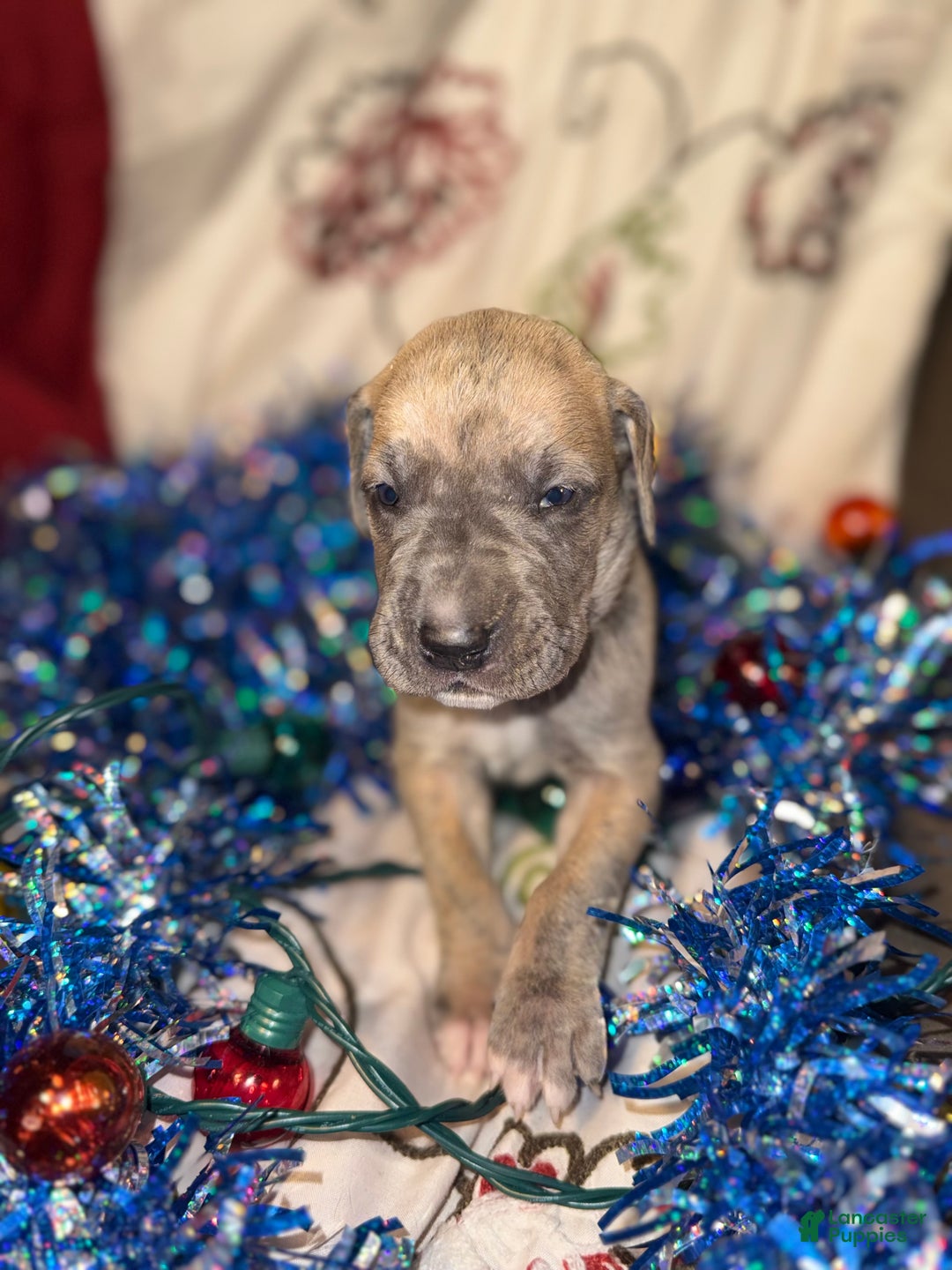 Great Dane dogs for sale: Oscar - Ad 12