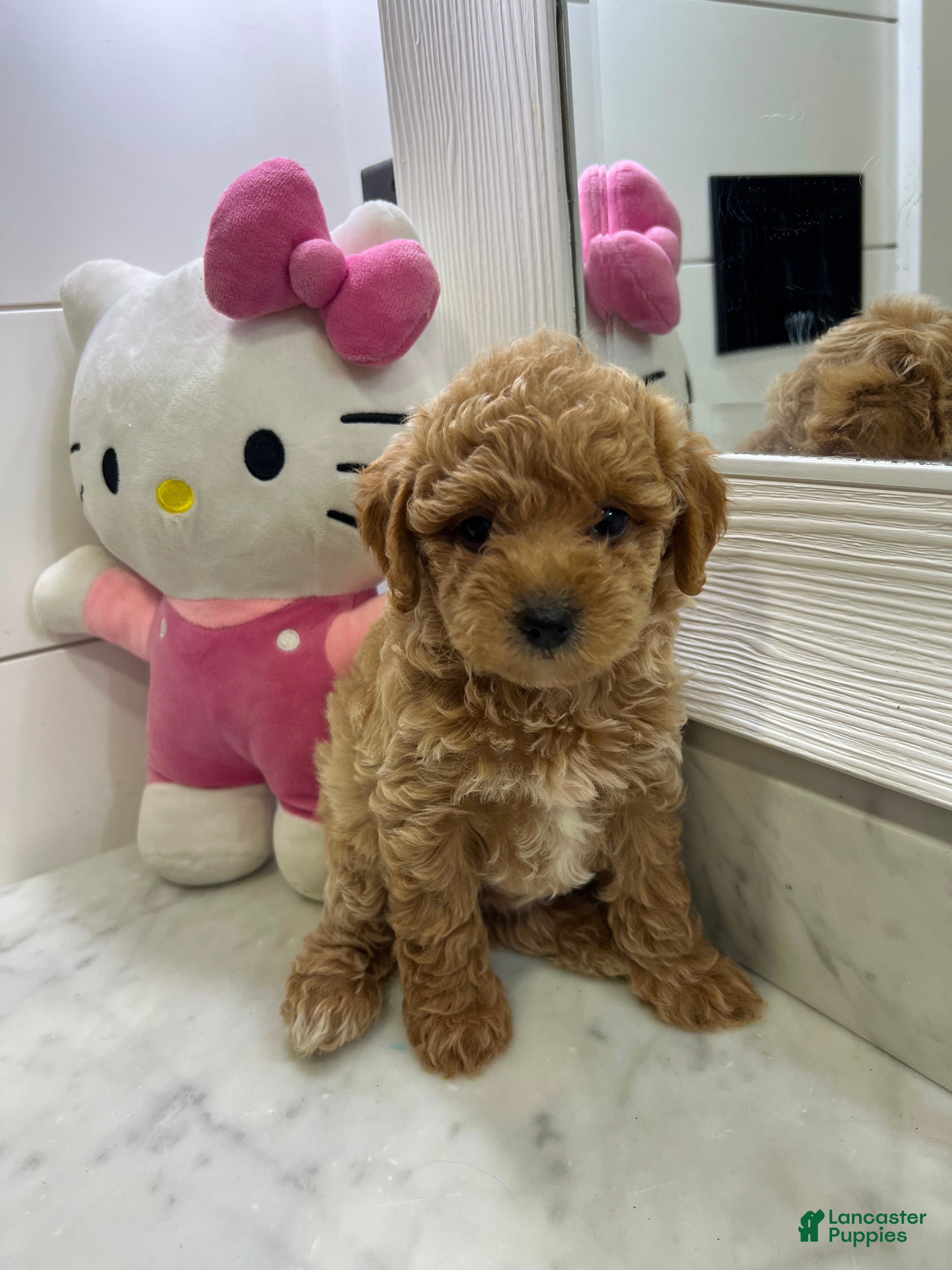 Toy Poodle dogs Maple🤎🐩 - Ad 8