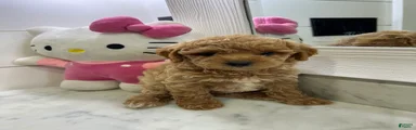 Maple🤎🐩