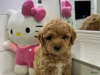 Toy Poodle dogs Maple🤎🐩 - Ad 27