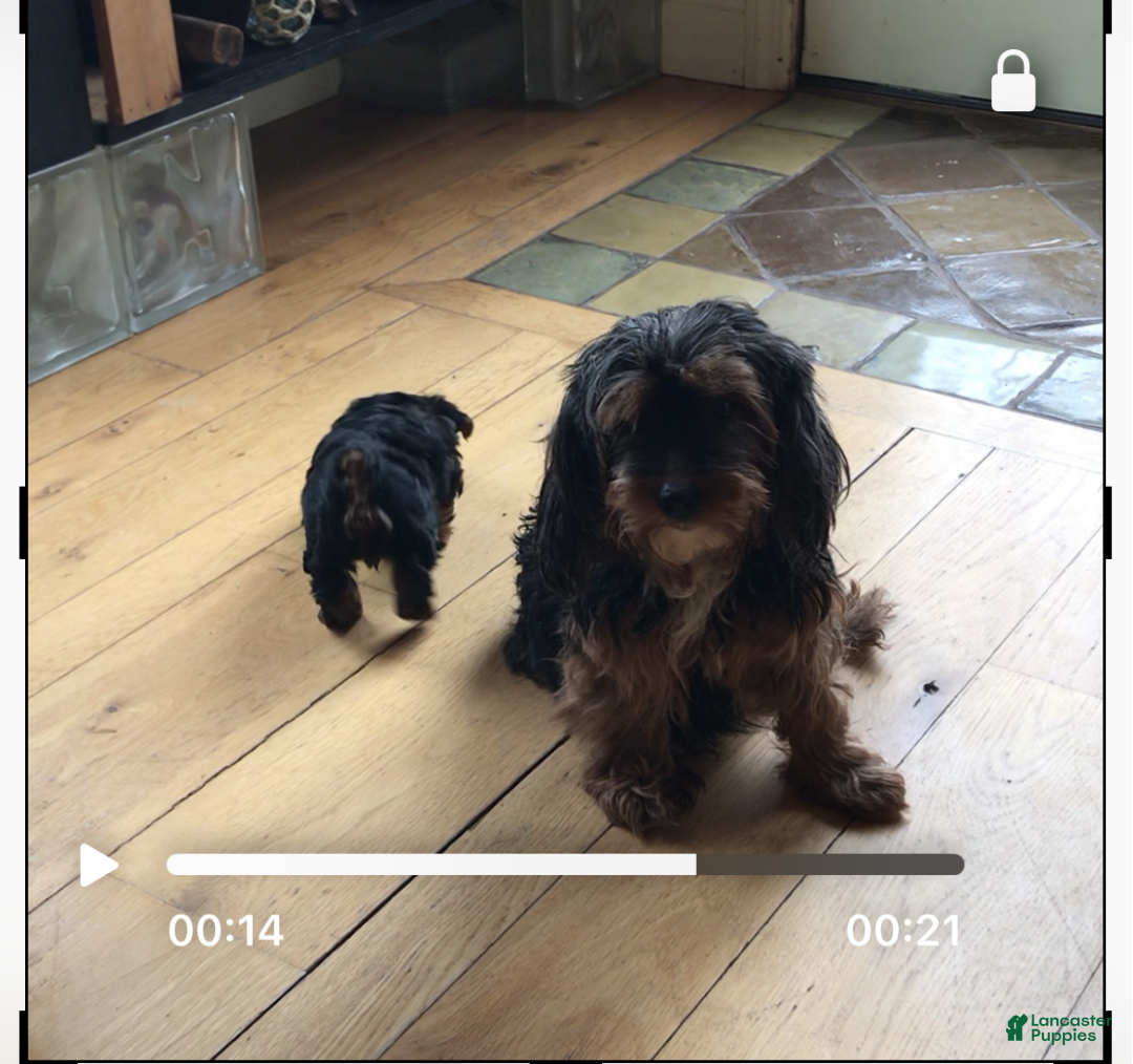 Yorkiepoo dogs for sale: Rocky - Ad 5