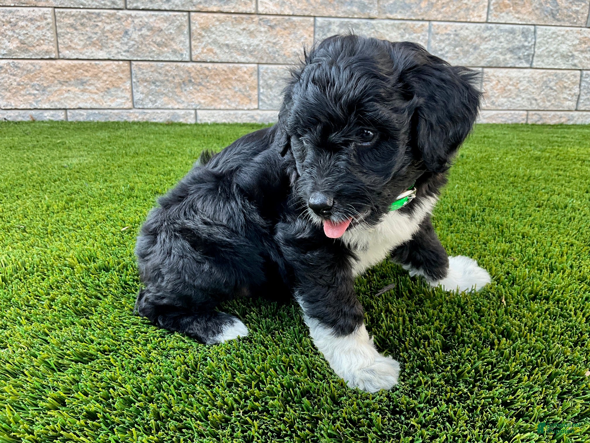 Sheltiedoodle dogs Marci - Ad 2